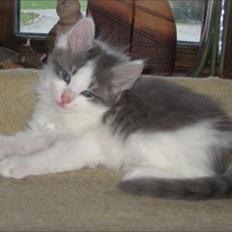 Sibirisk Kat Ulianik/ Obi