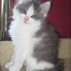 Sibirisk Kat Ulianik/ Obi