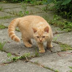 British Shorthair Lady Xiera's Red Alert (Meeko)
