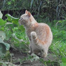 British Shorthair Lady Xiera's Red Alert (Meeko)