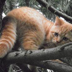 British Shorthair Lady Xiera's Red Alert (Meeko)