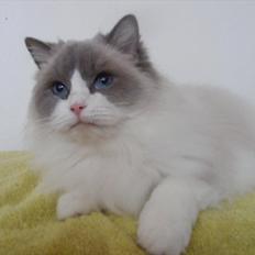 Ragdoll S* Quaade Gårdens Cellaphie