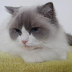 Ragdoll S* Quaade Gårdens Cellaphie