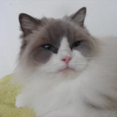 Ragdoll S* Quaade Gårdens Cellaphie