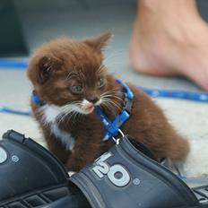 Blanding af racer Charlie