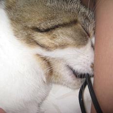 Huskat Sweety Candies