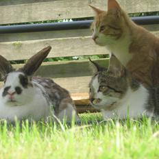 Huskat Sweety Candies