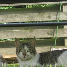 Huskat Sweety Candies