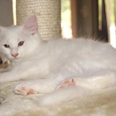 Maine Coon Josephine