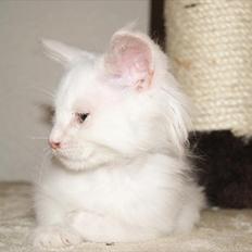 Maine Coon Josephine