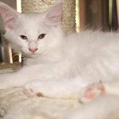 Maine Coon Josephine