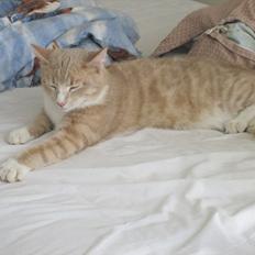 Blanding af racer Gismo