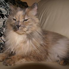 Blanding af racer Tulle