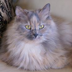 Blanding af racer Tulle