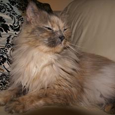 Blanding af racer Tulle