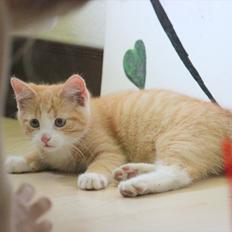 Blanding af racer Anders