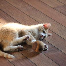 Blanding af racer Anders