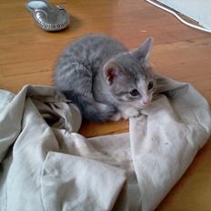 Blanding af racer Puk