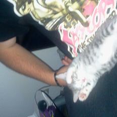 Blanding af racer Puk