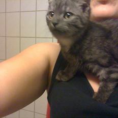 Blanding af racer candy