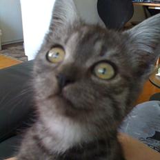 Blanding af racer candy