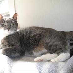 Blanding af racer Max