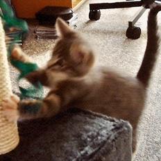 Blanding af racer Max