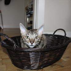 Cornish Rex Pixiepaws Buick Invicta *Tekop*