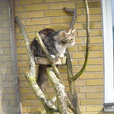 Norsk Skovkat Missies Bastet