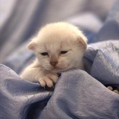 Burmilla Shines Cimba