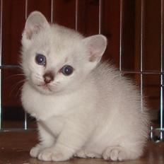 Burmilla Shines Cimba