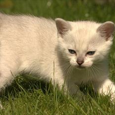 Burmilla Shines Cimba