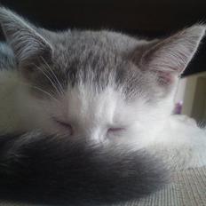 Huskat Dixie R.I.P. <3