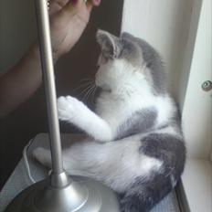 Huskat Dixie R.I.P. <3