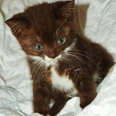 Blanding af racer Charlie