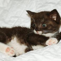 Blanding af racer Charlie