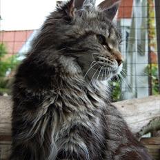 Maine Coon It's Me