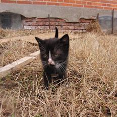 Huskat Mini mis aka Tromle aka luksusdyret<3 R.I.P. 