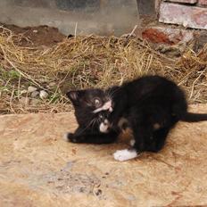 Huskat Mini mis aka Tromle aka luksusdyret<3 R.I.P. 