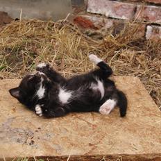 Huskat Mini mis aka Tromle aka luksusdyret<3 R.I.P. 