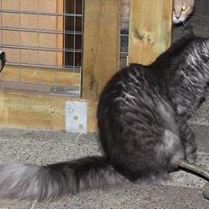 Maine Coon Frida *Flyttet*