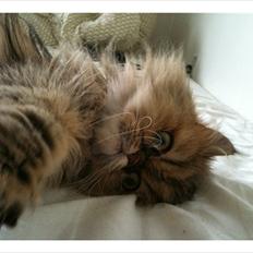 Perser Maria / kaldet Emma