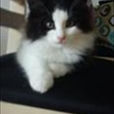 Blanding af racer Hugo