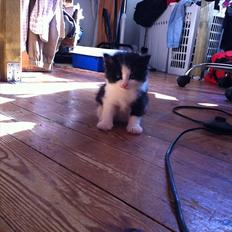 Blanding af racer Hugo