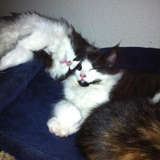 Blanding af racer Hugo