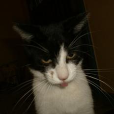 Blanding af racer Heineken.