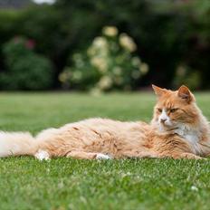 Blanding af racer Sofus