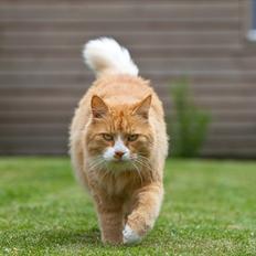 Blanding af racer Sofus