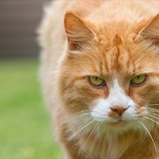 Blanding af racer Sofus