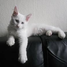 Maine Coon Eigil-Gandalf